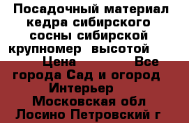 Посадочный материал кедра сибирского (сосны сибирской) крупномер, высотой 3-3.5  › Цена ­ 19 800 - Все города Сад и огород » Интерьер   . Московская обл.,Лосино-Петровский г.